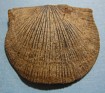 Schellwienella Umbraculum - Schellwienella - Middle Devonian Period - Poland - 0